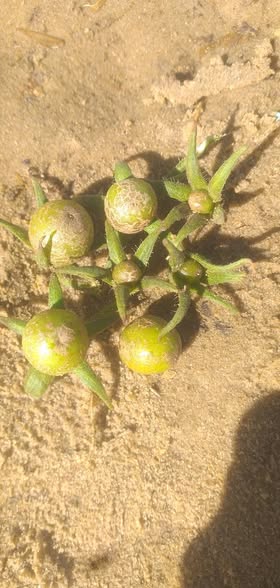 السلام عليكم ورحمة الله وبركاته 
الزرع فيه وش جي بالشكل ده 
إيه السبب والعلاج لو تكرمت وجزاك الله خير