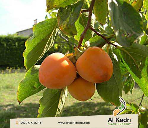 عندي فدان كاكا نسبة النيماتودا 2560 رمحيه
