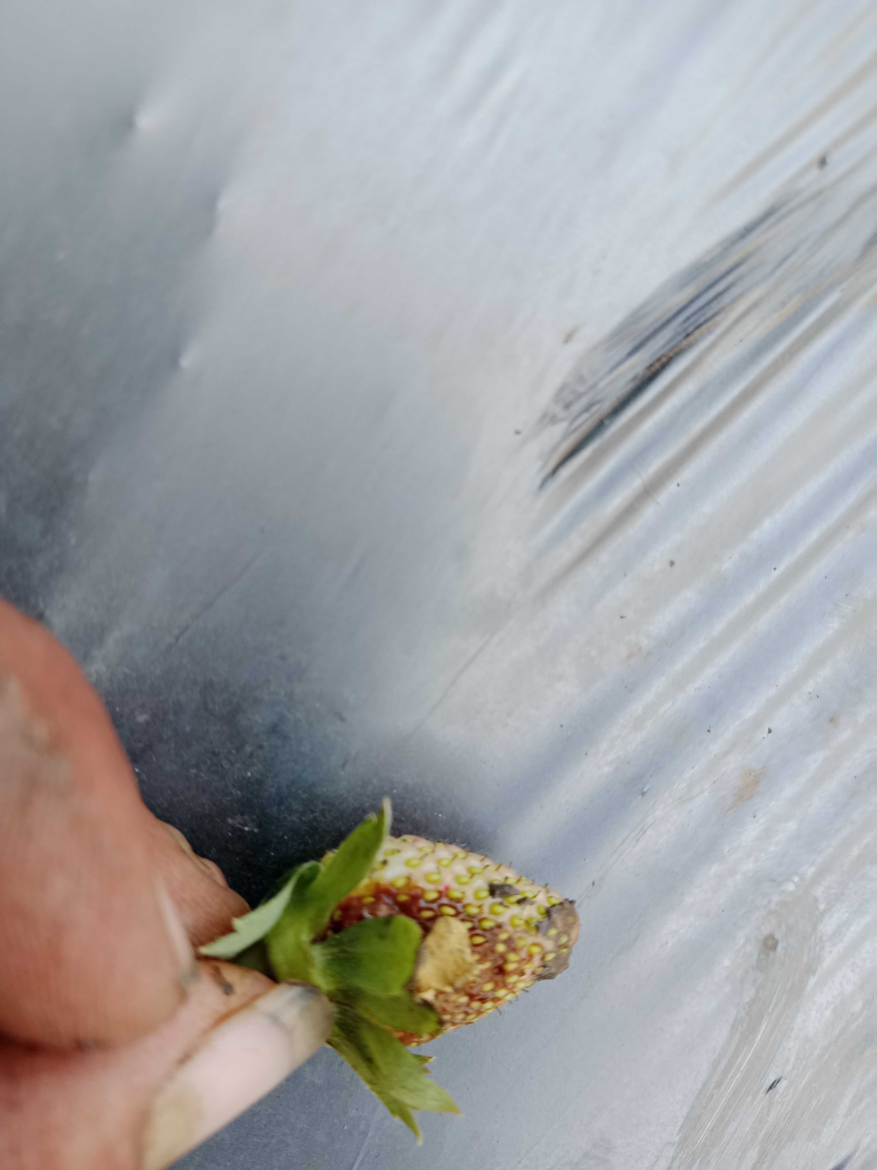 افضل حاجه للعفن في الفروله