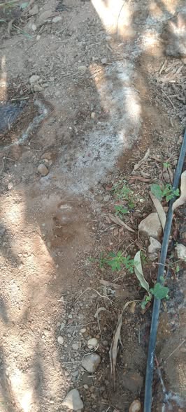 السلام عليكم عندي مزرعة مانجه نسبة ملوحه باينه علي وش الارض
الري ارتوازي
ايه الحل للملوحه